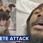 Victim and dog attacked by man wielding machete weapon